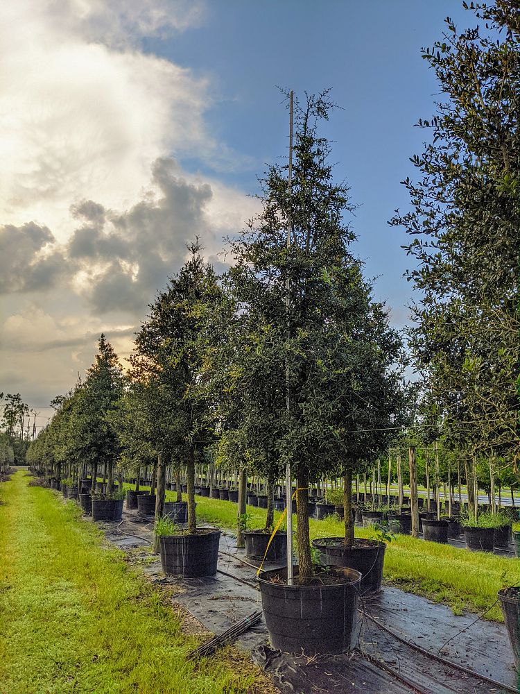 quercus-virginiana-live-oak-southern-oak-tree