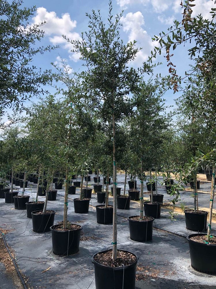 quercus-virginiana-live-oak-southern-oak-tree