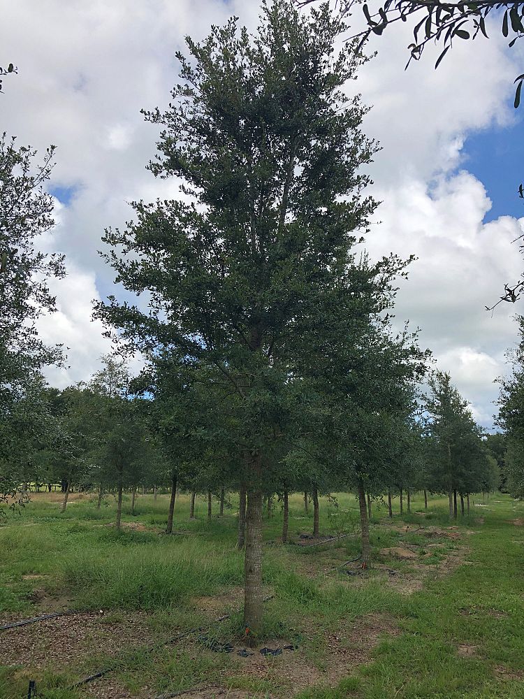 quercus-virginiana-live-oak-southern-oak-tree
