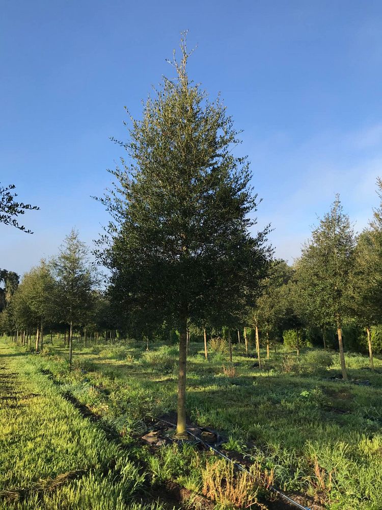 quercus-virginiana-live-oak-southern-oak-tree