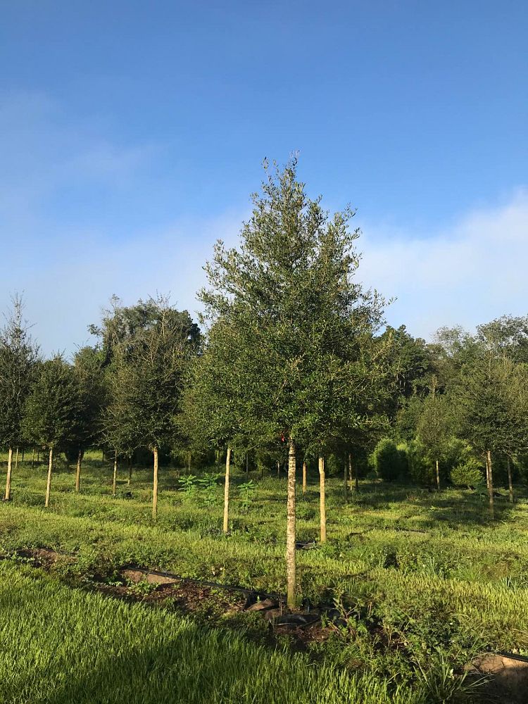 quercus-virginiana-live-oak-southern-oak-tree