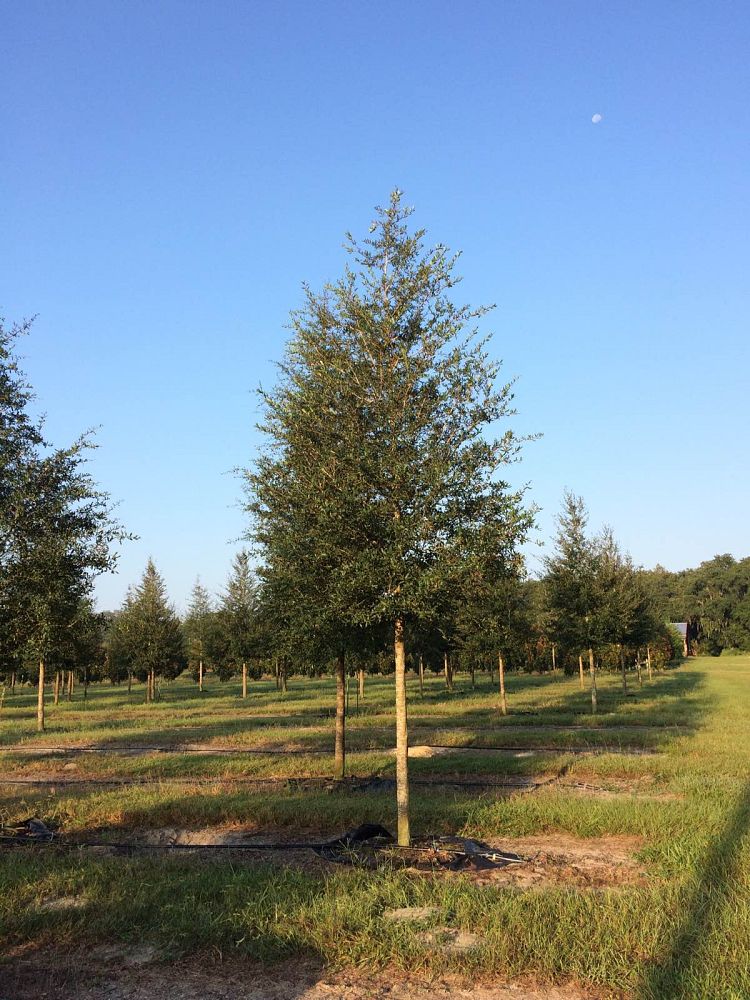 quercus-virginiana-live-oak-southern-oak-tree