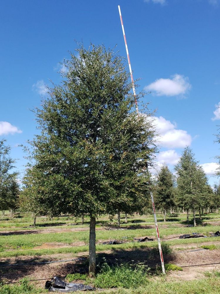quercus-virginiana-live-oak-southern-oak-tree
