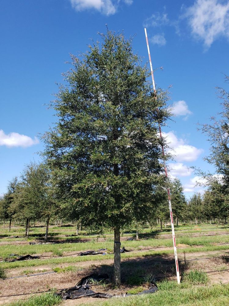 quercus-virginiana-live-oak-southern-oak-tree