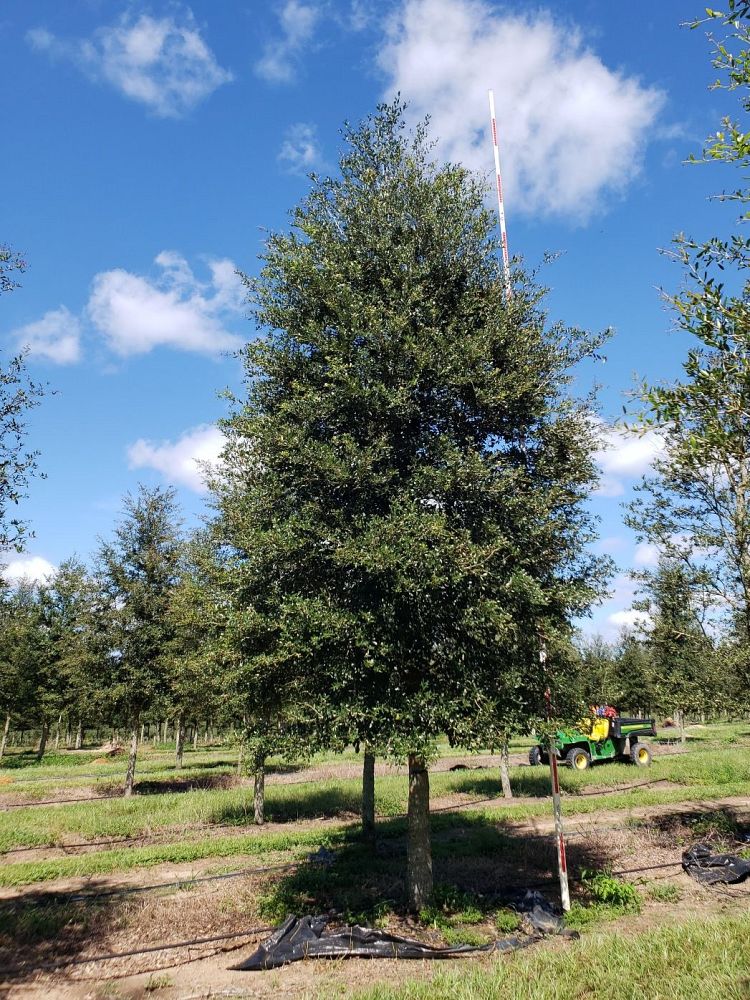 quercus-virginiana-live-oak-southern-oak-tree