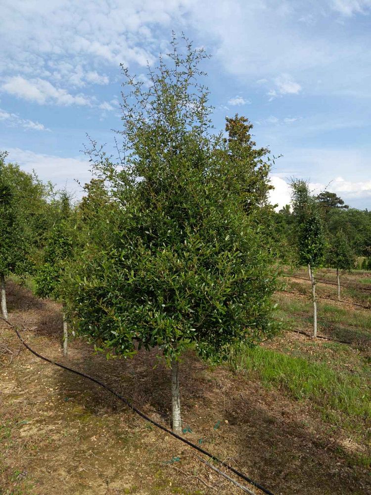 quercus-virginiana-live-oak-southern-oak-tree