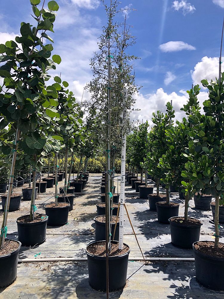 quercus-virginiana-live-oak-southern-oak-tree