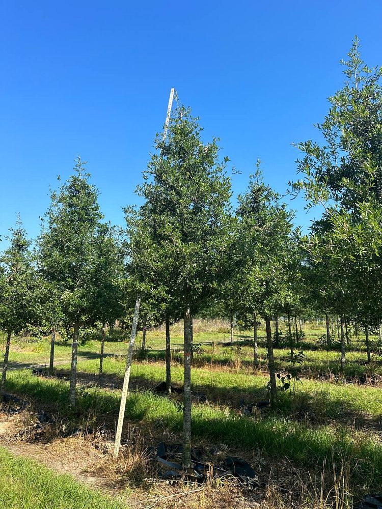 quercus-virginiana-live-oak-southern-oak-tree