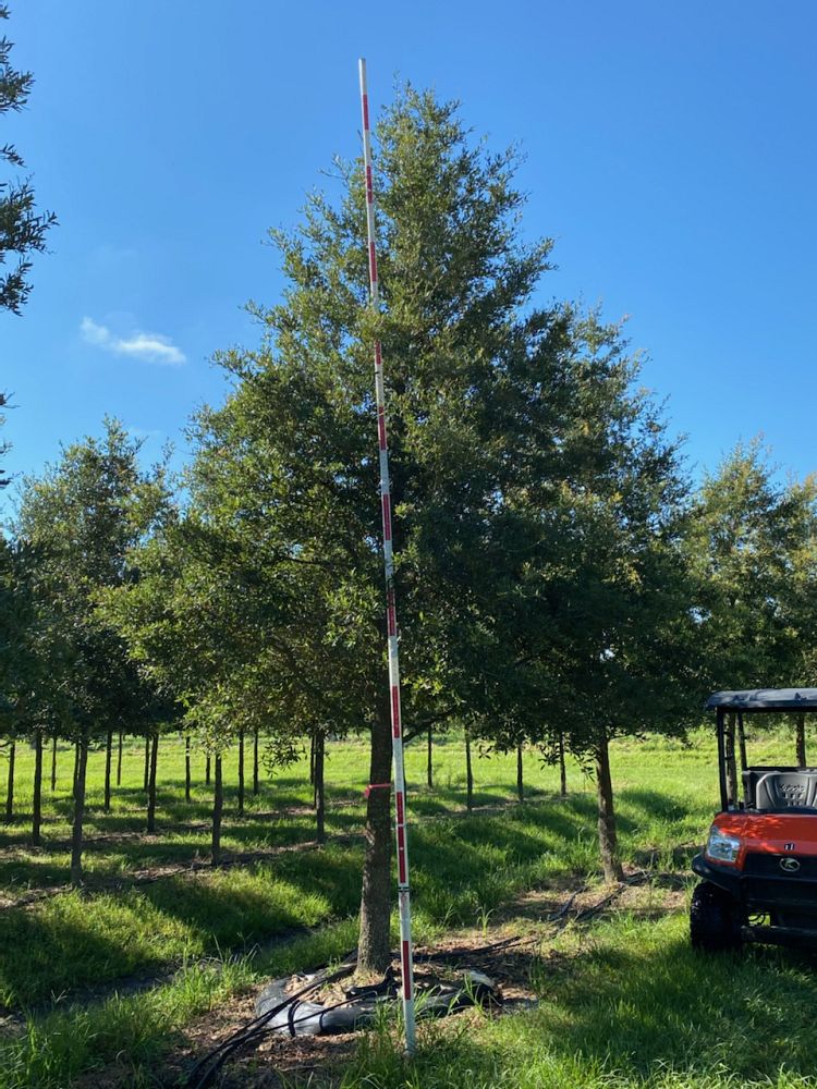 quercus-virginiana-live-oak-southern-oak-tree
