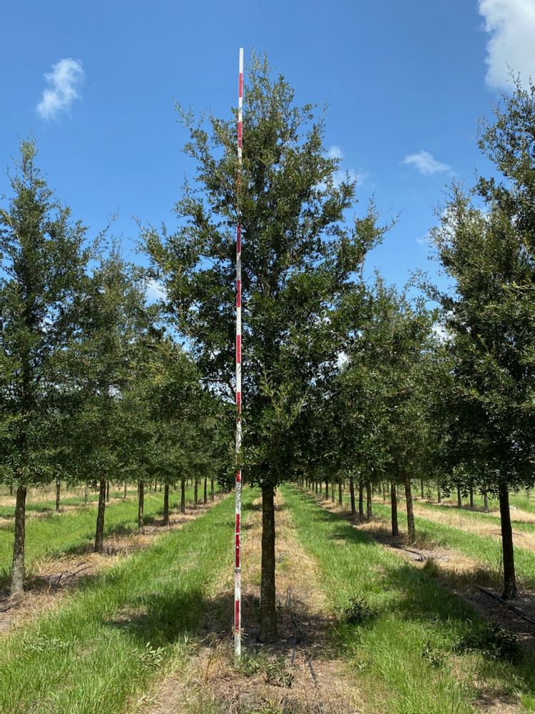 quercus-virginiana-live-oak-southern-oak-tree