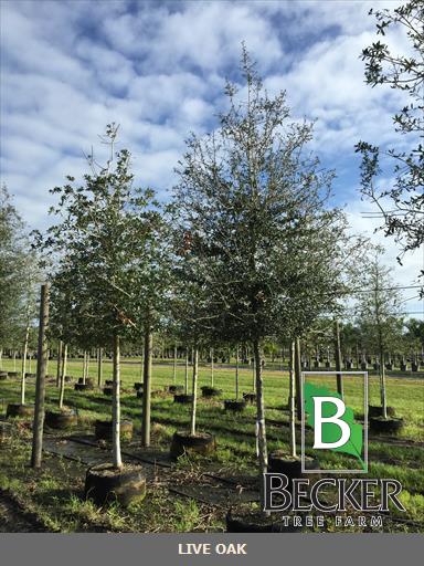quercus-virginiana-live-oak-southern-oak-tree