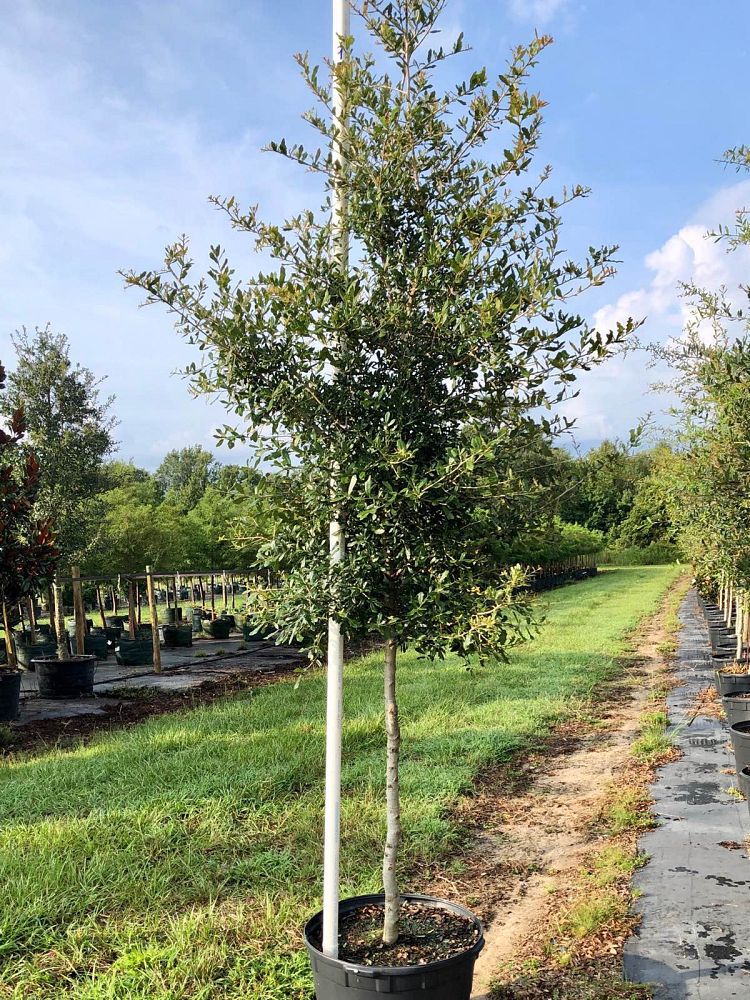 quercus-virginiana-live-oak-southern-oak-tree