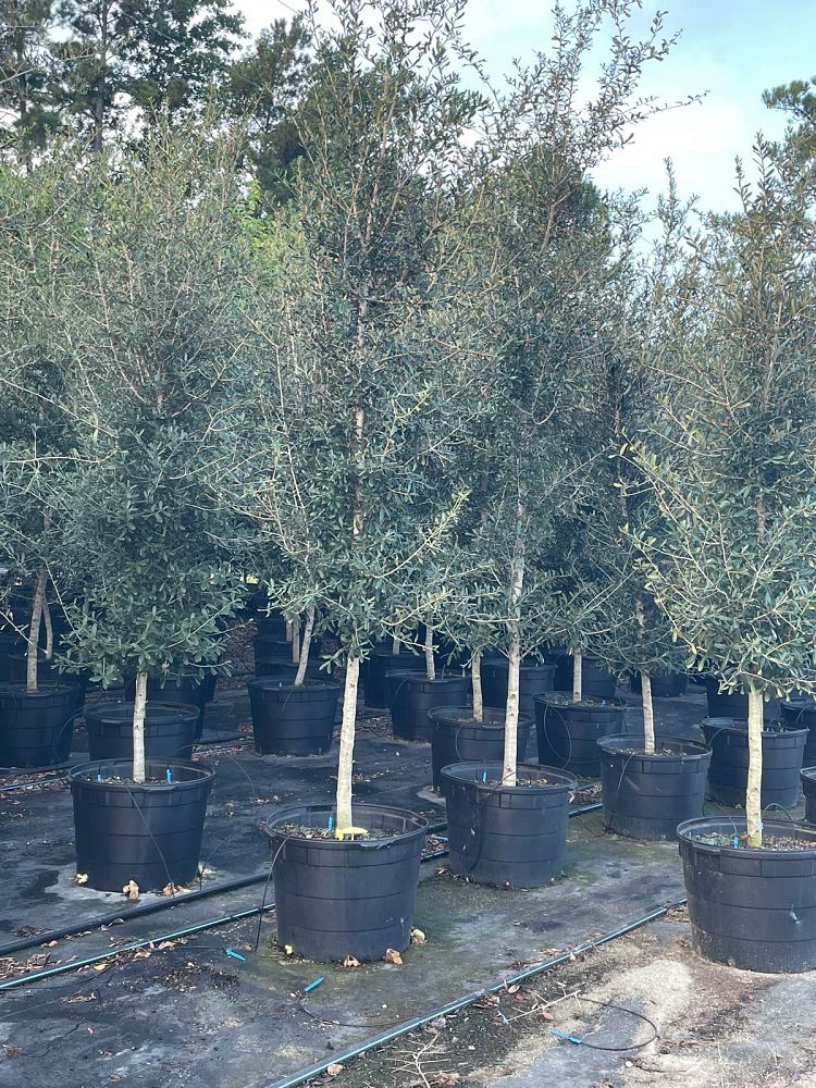 quercus-virginiana-live-oak-southern-oak-tree