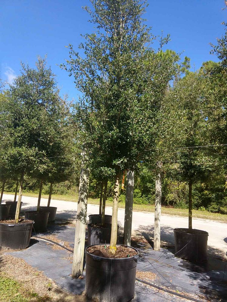quercus-virginiana-live-oak-southern-oak-tree