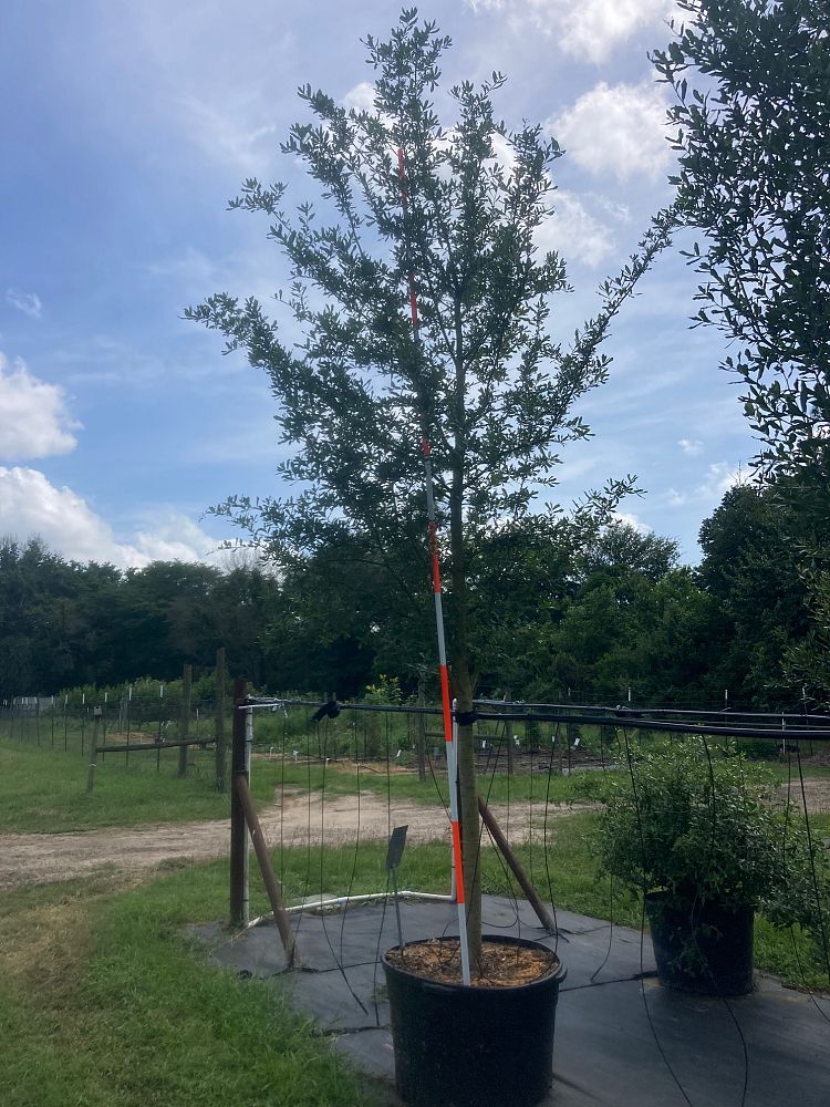 quercus-virginiana-live-oak-southern-oak-tree