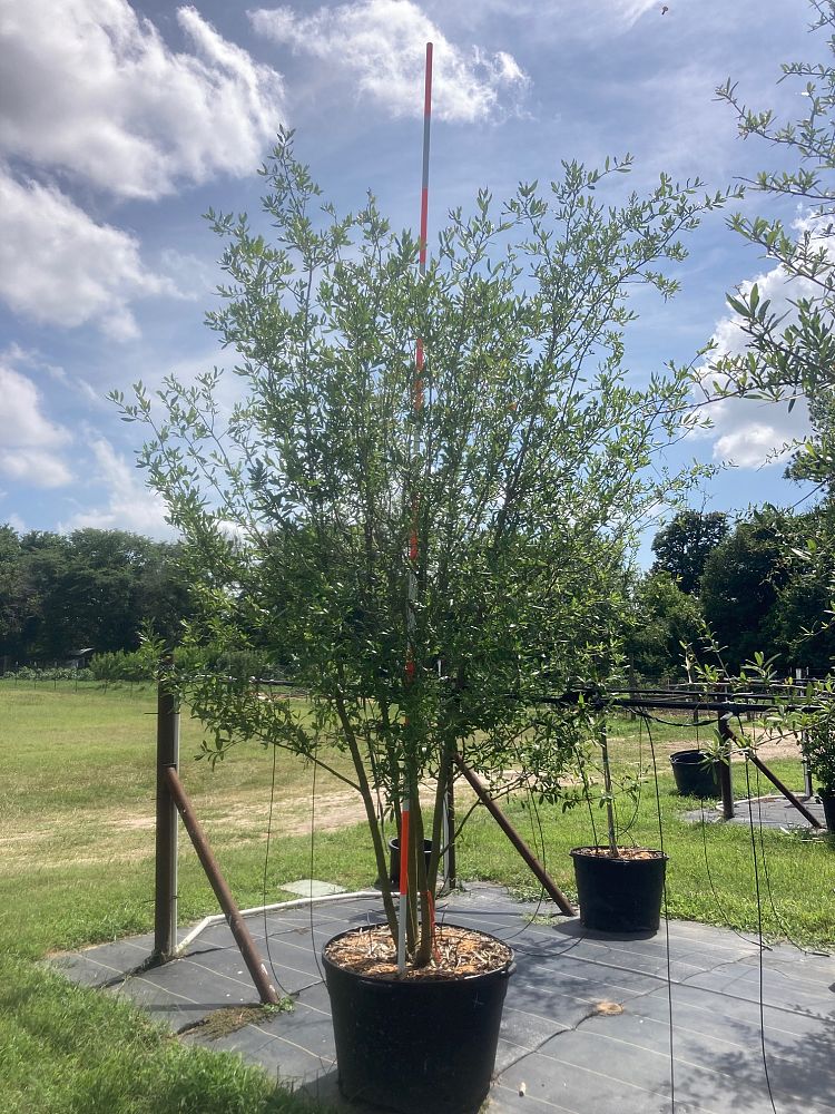 quercus-virginiana-live-oak-southern-oak-tree
