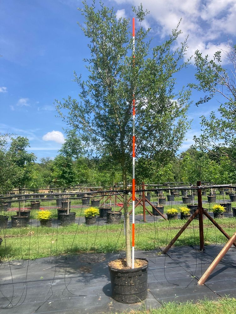 quercus-virginiana-live-oak-southern-oak-tree