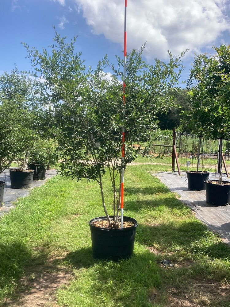 quercus-virginiana-live-oak-southern-oak-tree