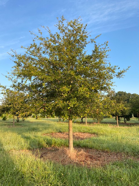 quercus-virginiana-live-oak-southern-oak-tree