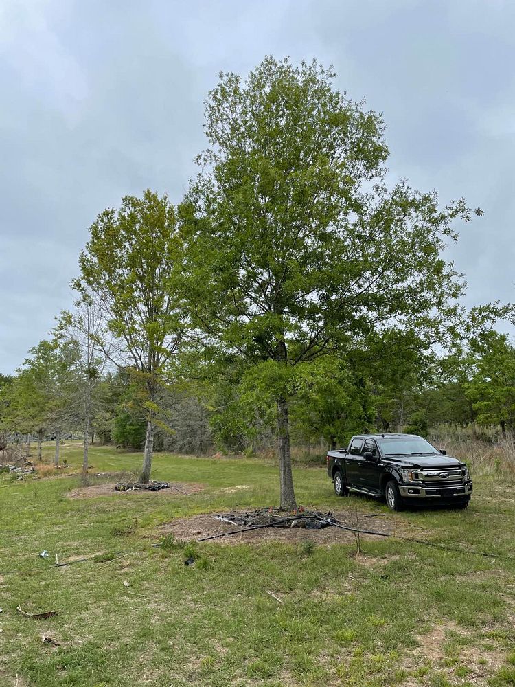 quercus-virginiana-live-oak-southern-oak-tree