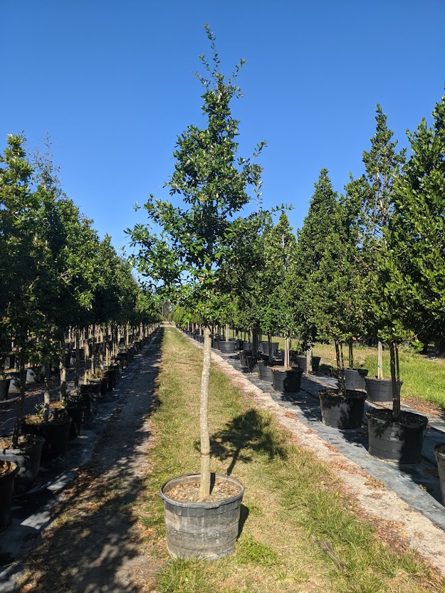 quercus-virginiana-live-oak-southern-oak-tree