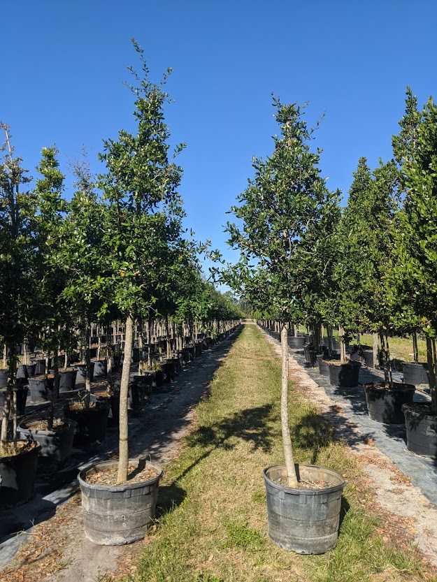 quercus-virginiana-live-oak-southern-oak-tree