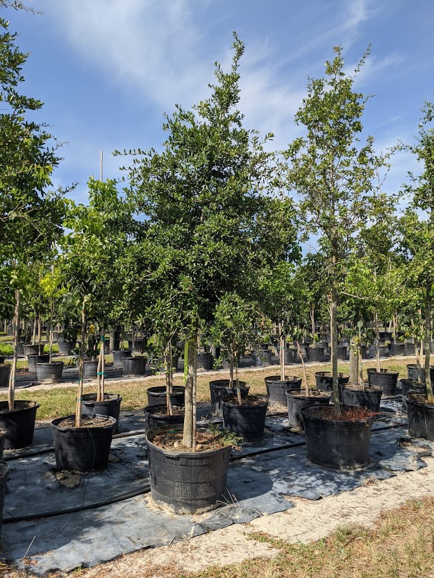 quercus-virginiana-live-oak-southern-oak-tree