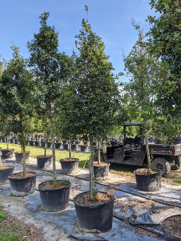 quercus-virginiana-live-oak-southern-oak-tree