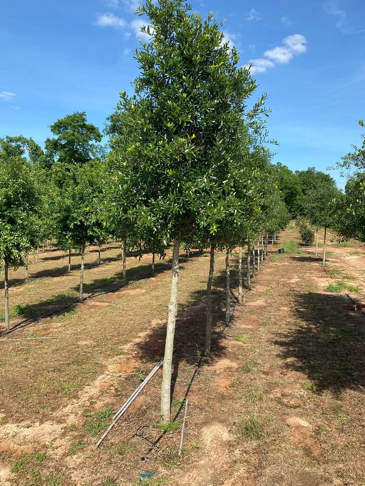 quercus-virginiana-live-oak-southern-oak-tree