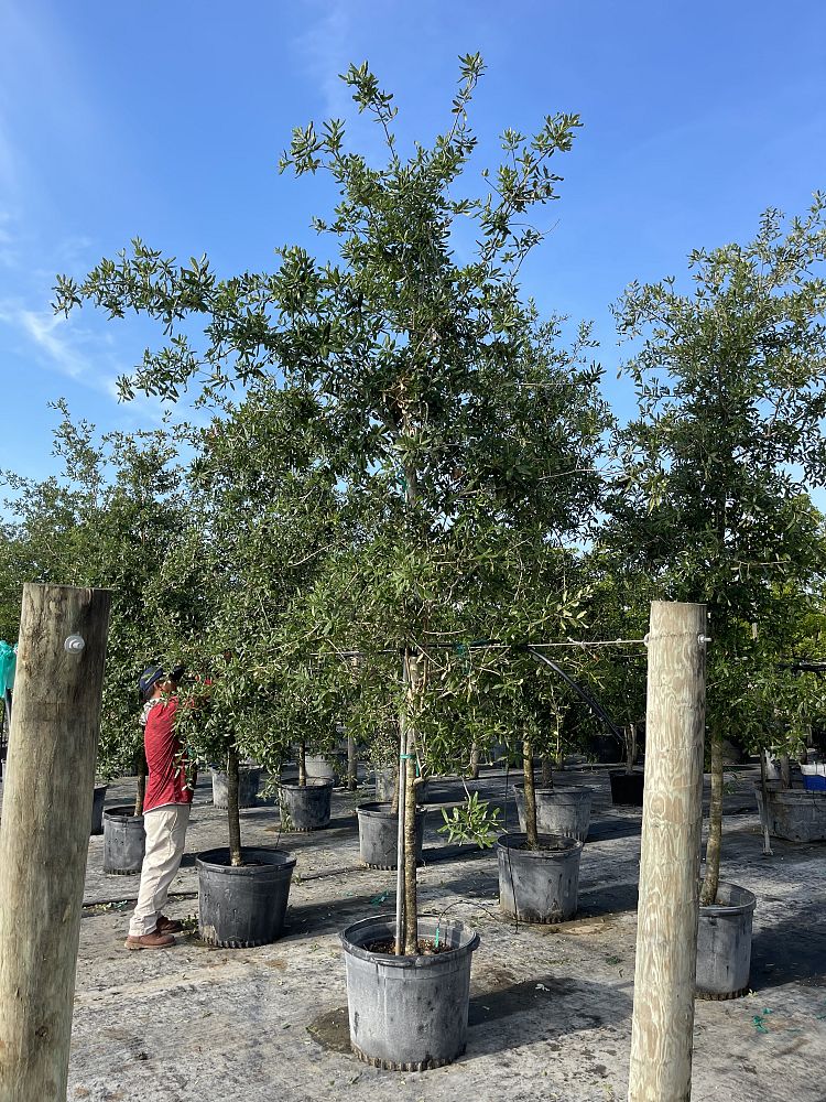 quercus-virginiana-live-oak-southern-oak-tree