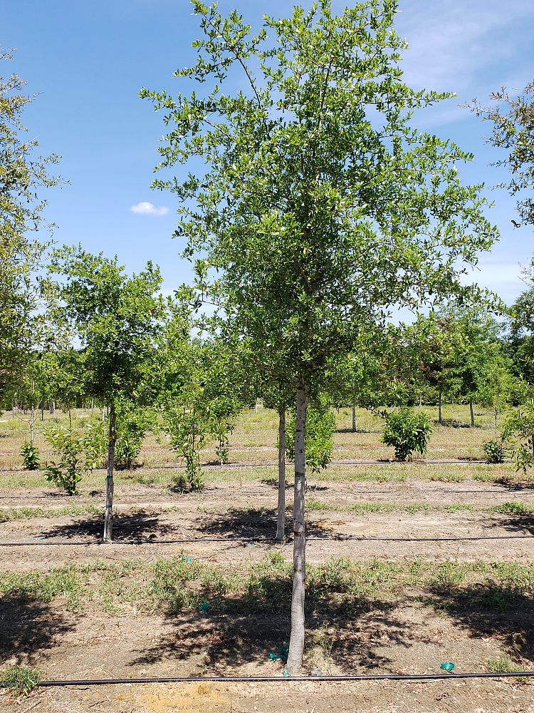 quercus-virginiana-live-oak-southern-oak-tree