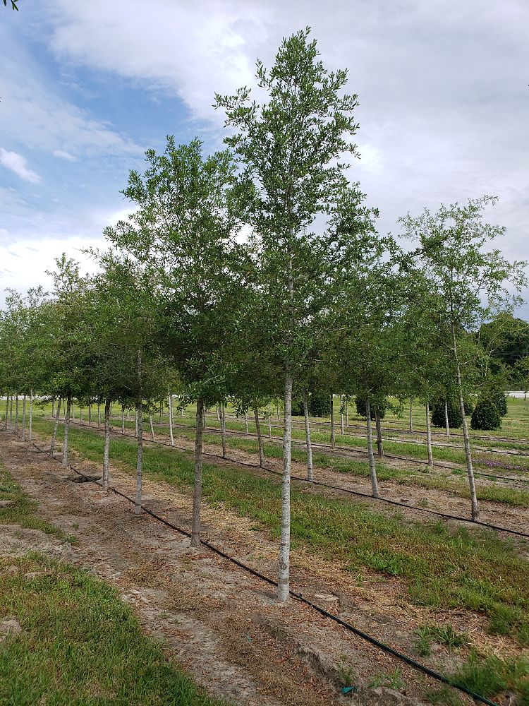 quercus-virginiana-live-oak-southern-oak-tree