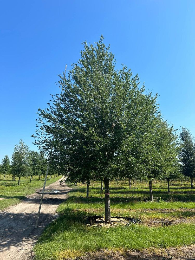 quercus-virginiana-live-oak-southern-oak-tree