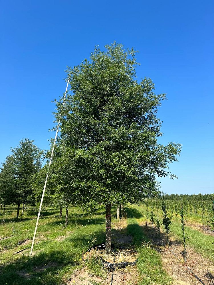 quercus-virginiana-live-oak-southern-oak-tree