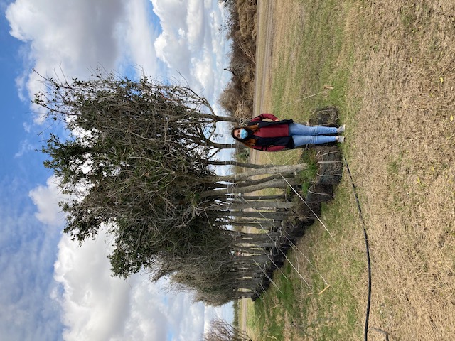quercus-virginiana-live-oak-southern-oak-tree