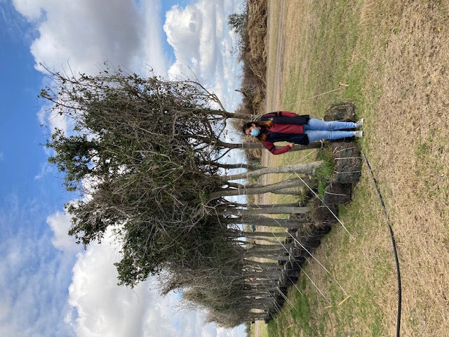quercus-virginiana-live-oak-southern-oak-tree