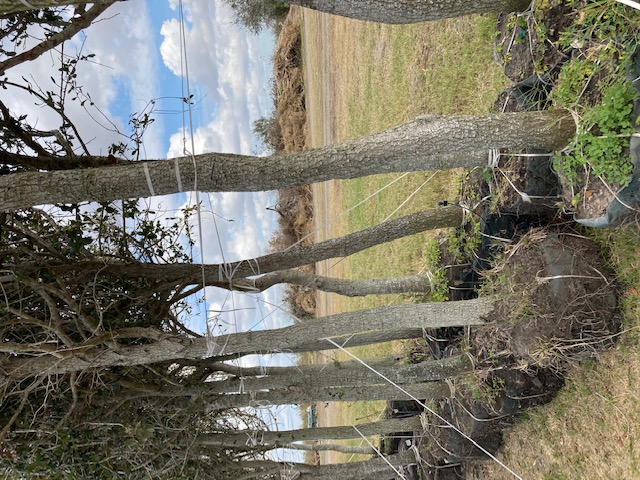 quercus-virginiana-live-oak-southern-oak-tree