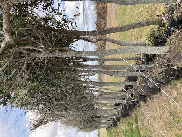 quercus-virginiana-live-oak-southern-oak-tree