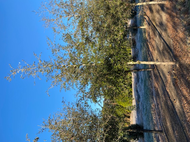 quercus-virginiana-live-oak-southern-oak-tree