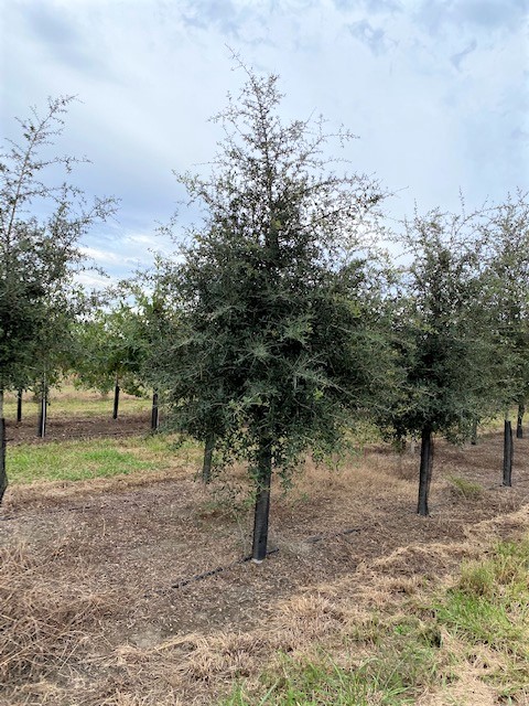 quercus-virginiana-live-oak-southern-oak-tree