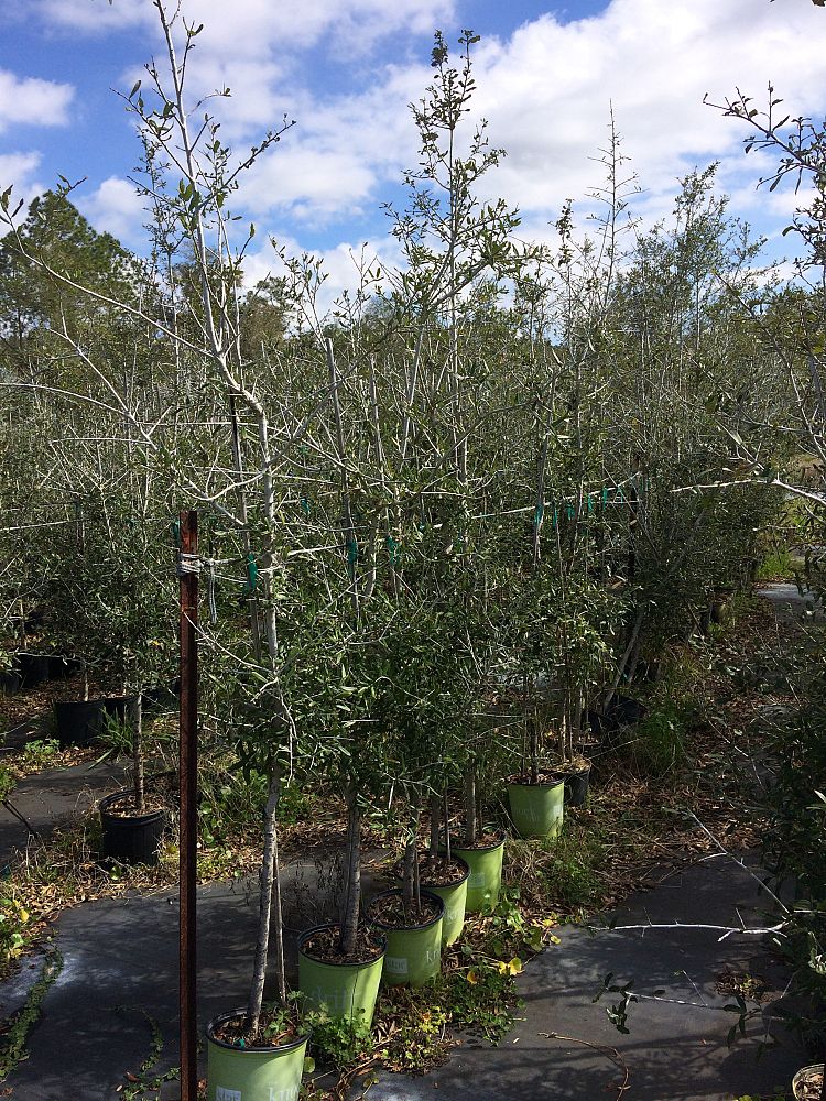 quercus-virginiana-live-oak-southern-oak-tree