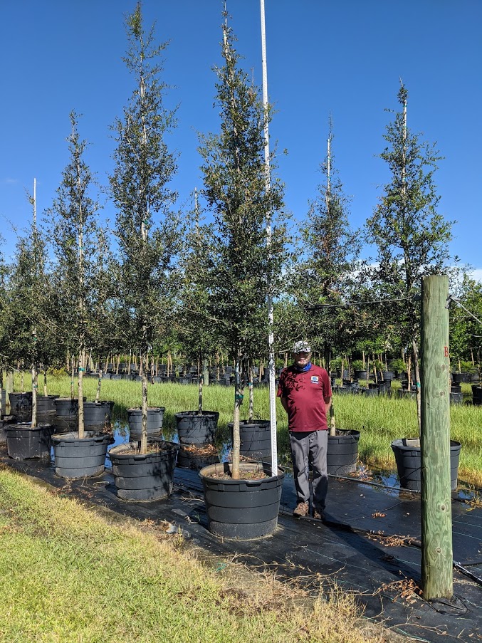 quercus-virginiana-live-oak-southern-oak-tree