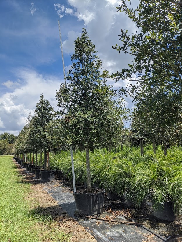 quercus-virginiana-live-oak-southern-oak-tree