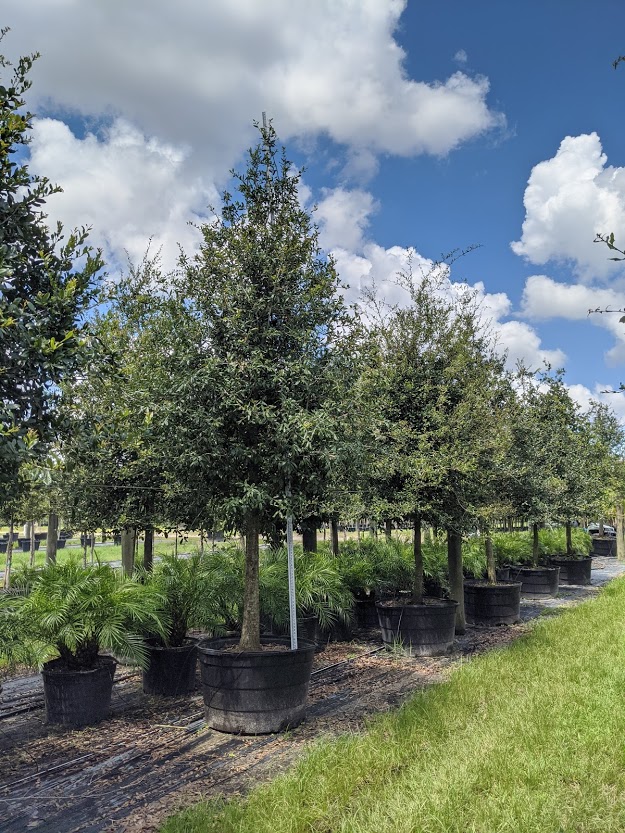 quercus-virginiana-live-oak-southern-oak-tree