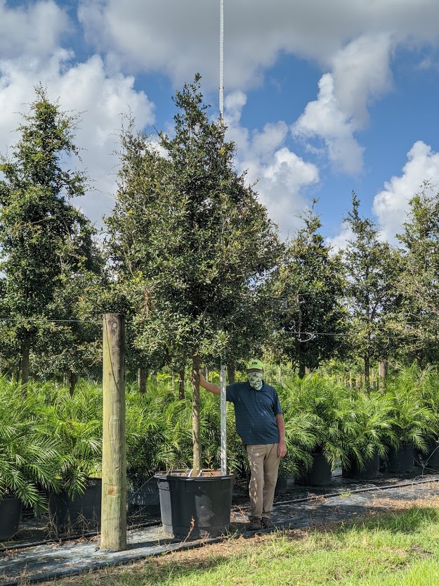 quercus-virginiana-live-oak-southern-oak-tree