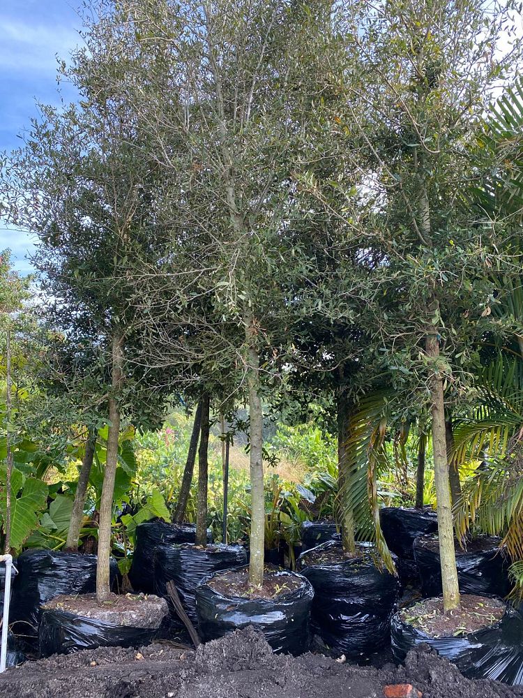quercus-virginiana-live-oak-southern-oak-tree