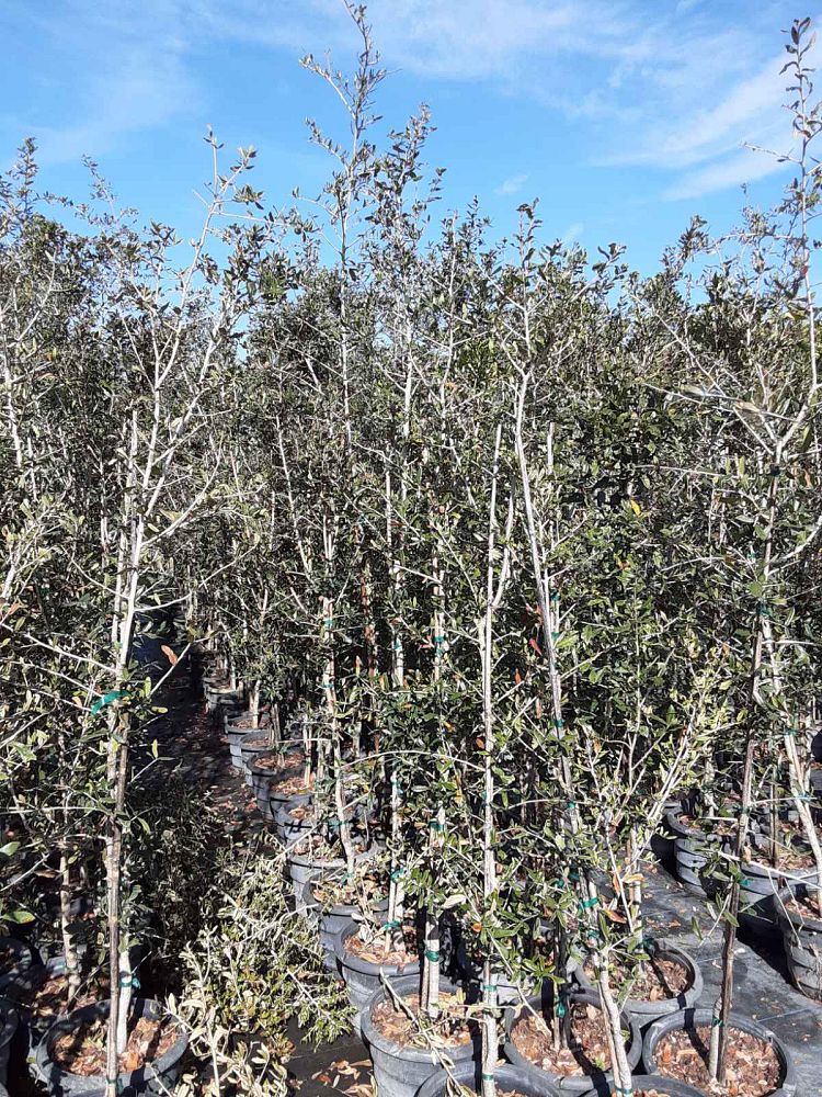 quercus-virginiana-live-oak-southern-oak-tree