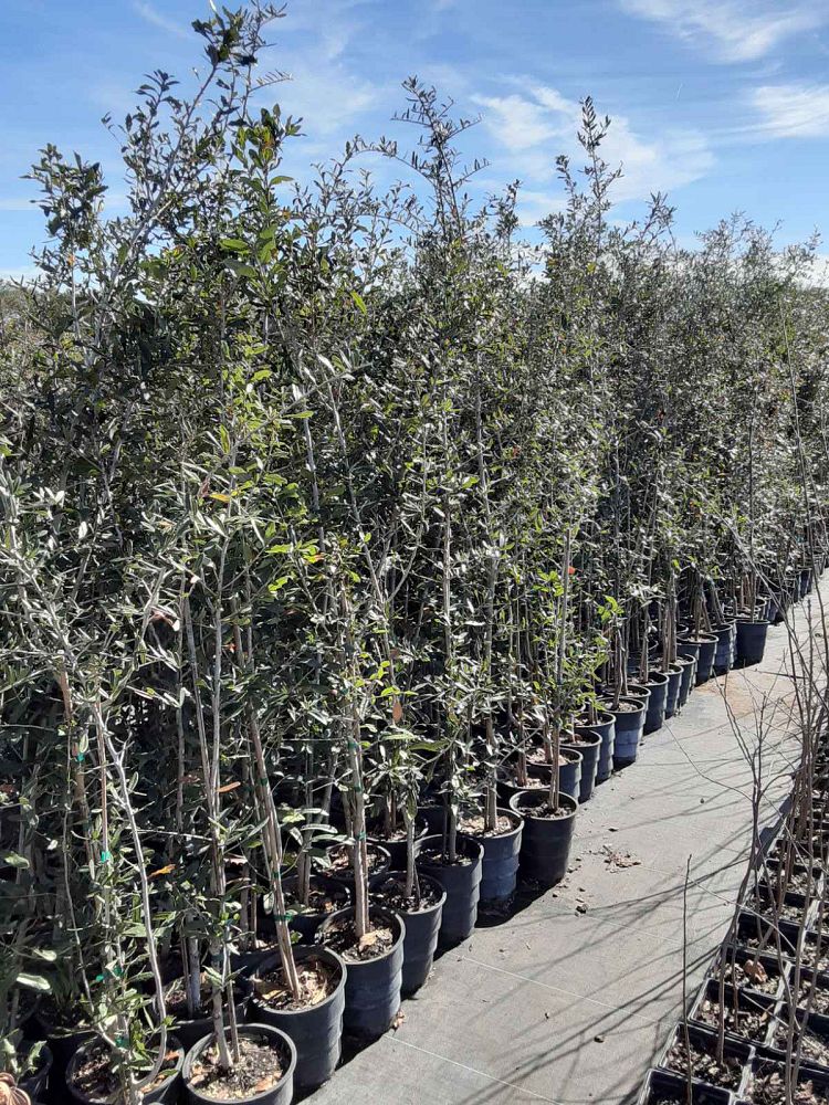 quercus-virginiana-live-oak-southern-oak-tree