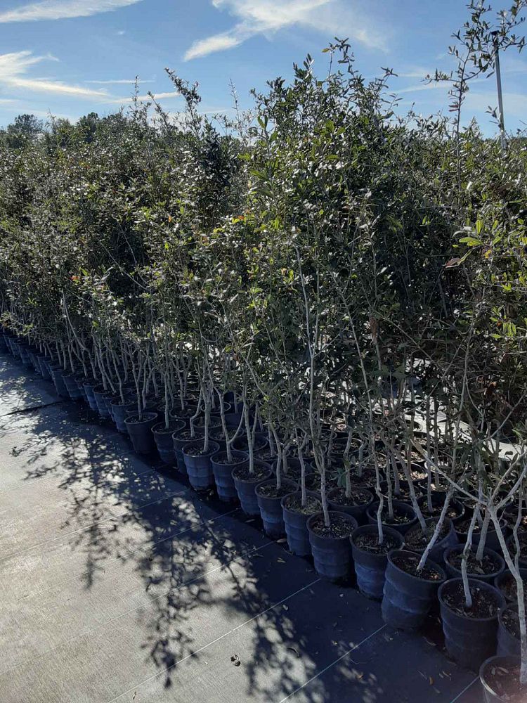 quercus-virginiana-live-oak-southern-oak-tree