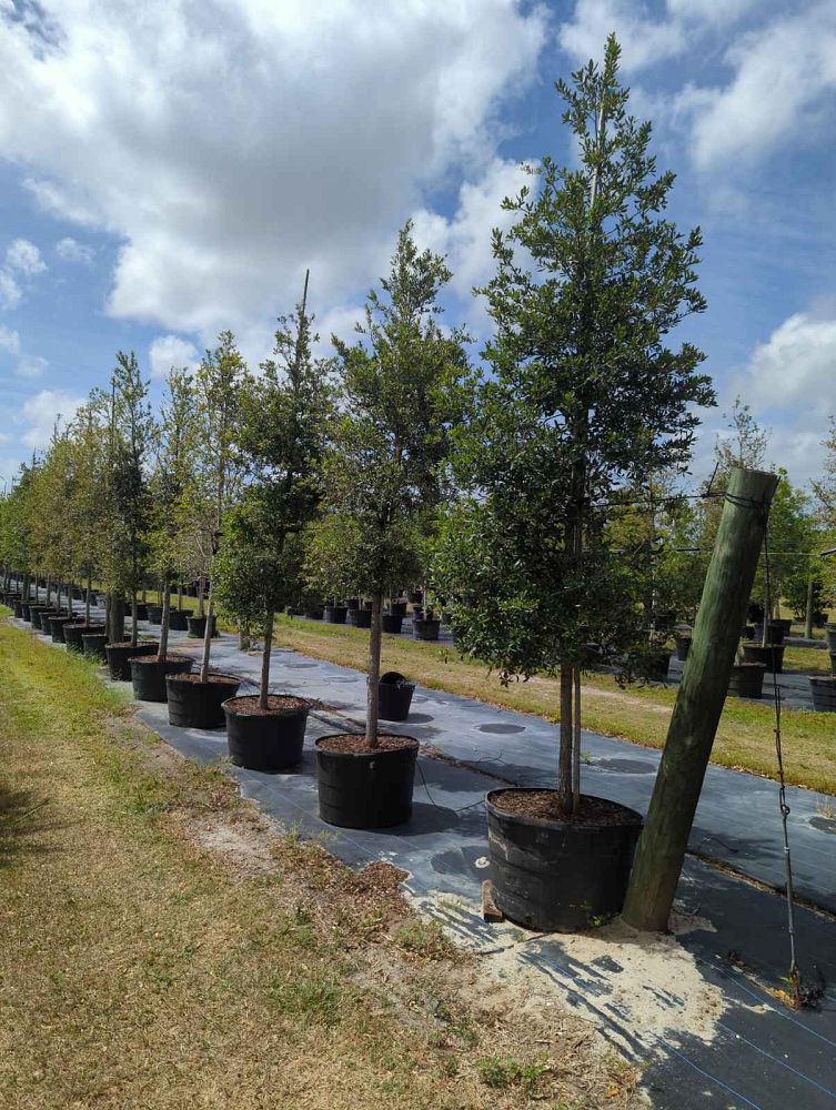 quercus-virginiana-live-oak-southern-oak-tree